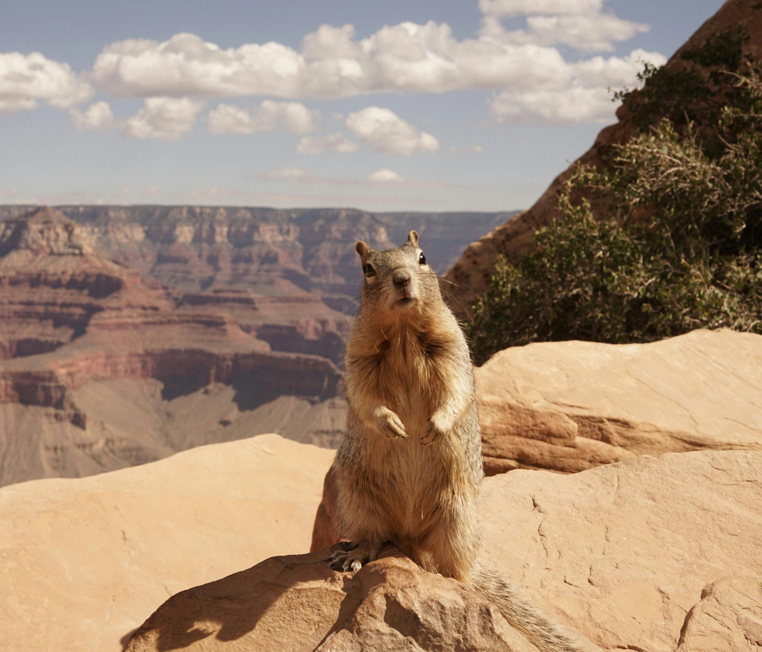 squirrel at the Grand Canyon