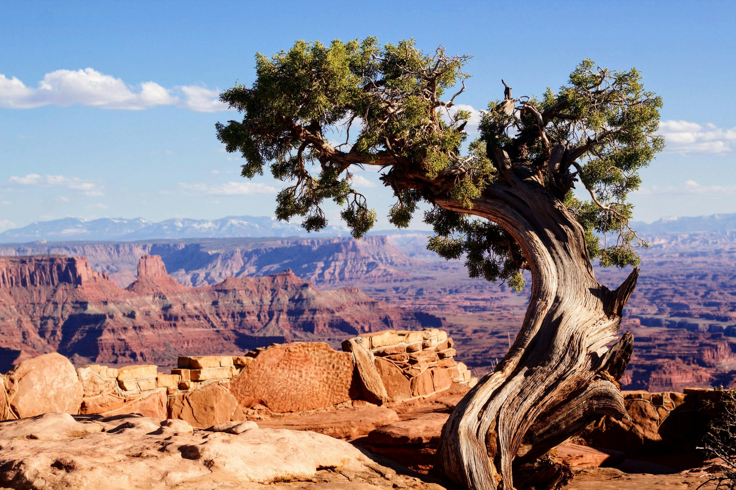 tree with twisted branches on a plateau, overlooking the rock formations of the Grand Canyon